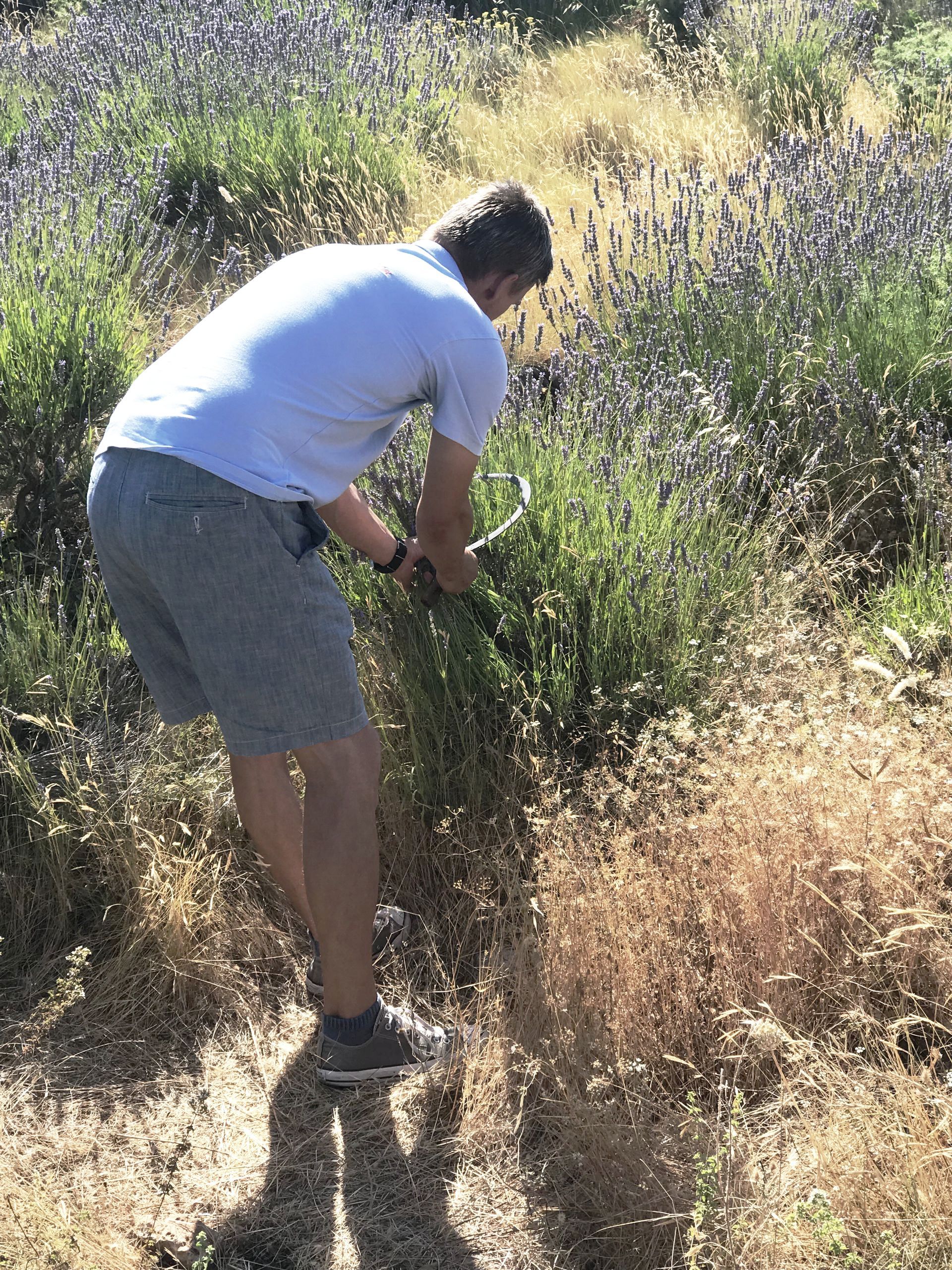 A local man is harvesting lavender.