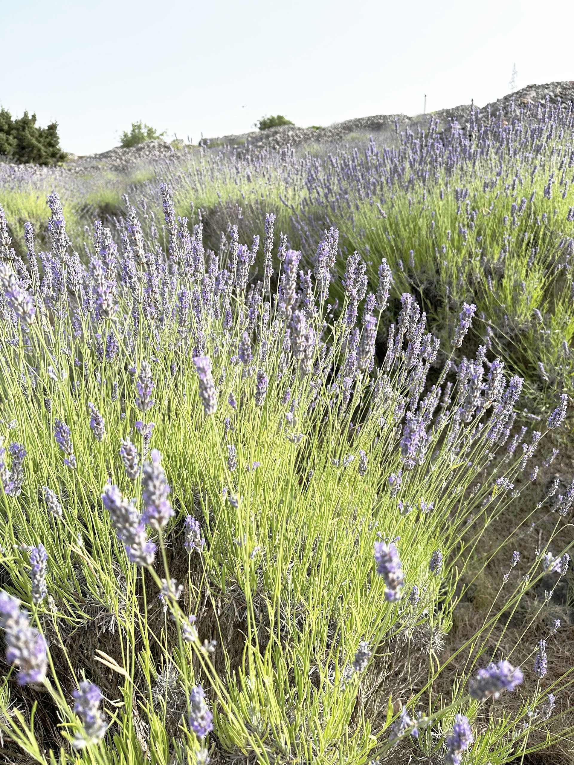 A field of lavender flowers growing on a hillside.