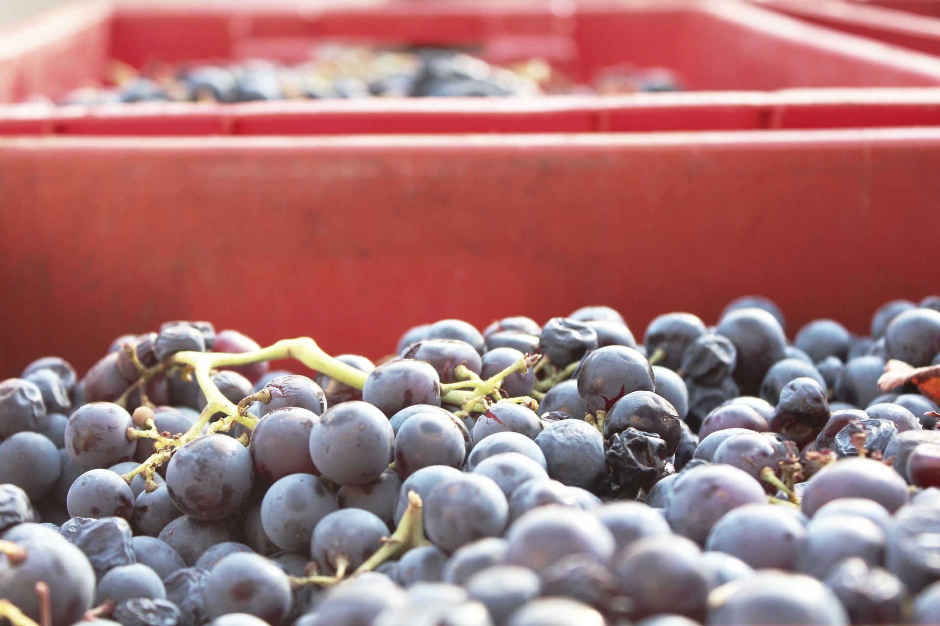 A bunch of grapes are in a red container.