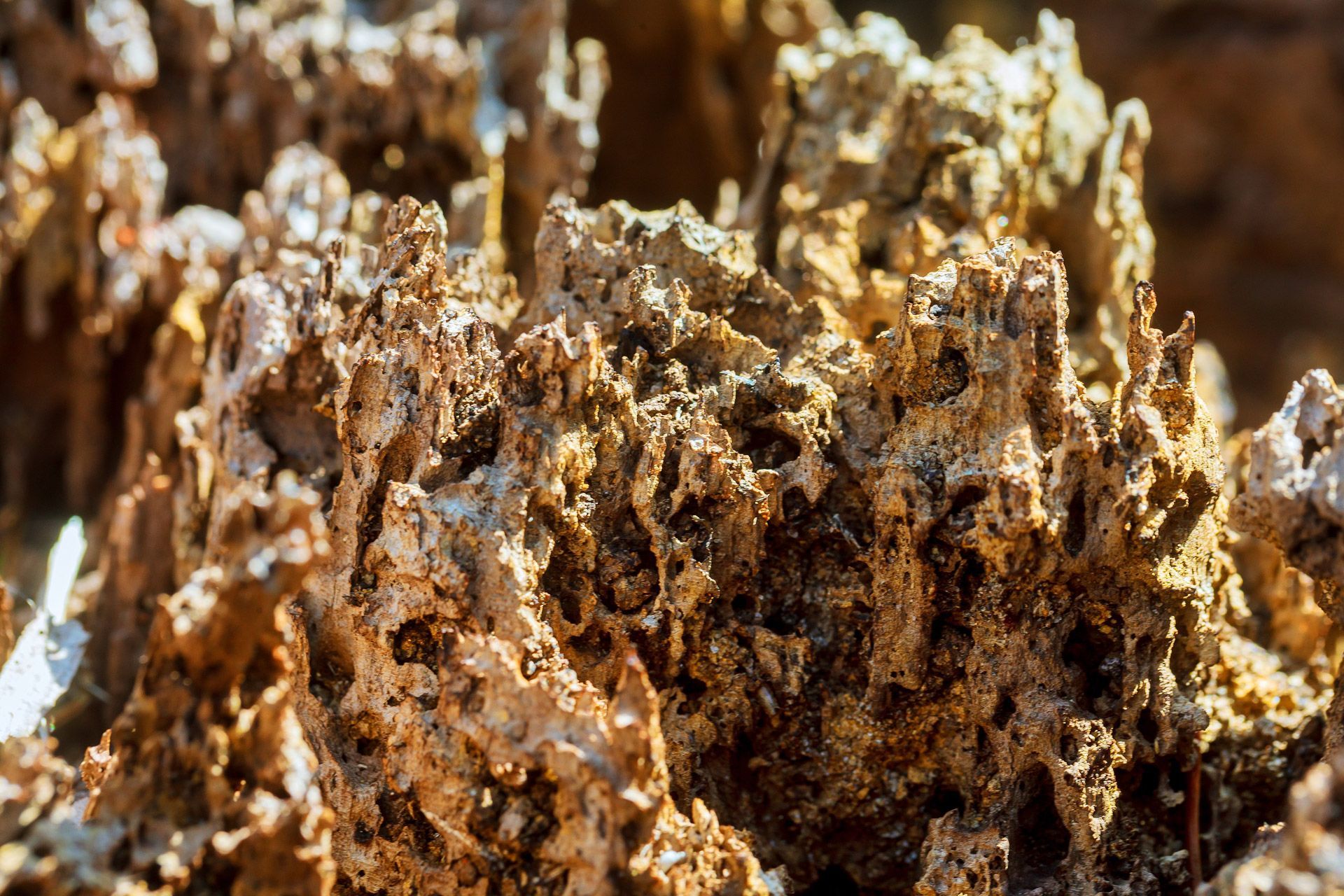 Rotting Tree Bark Decay