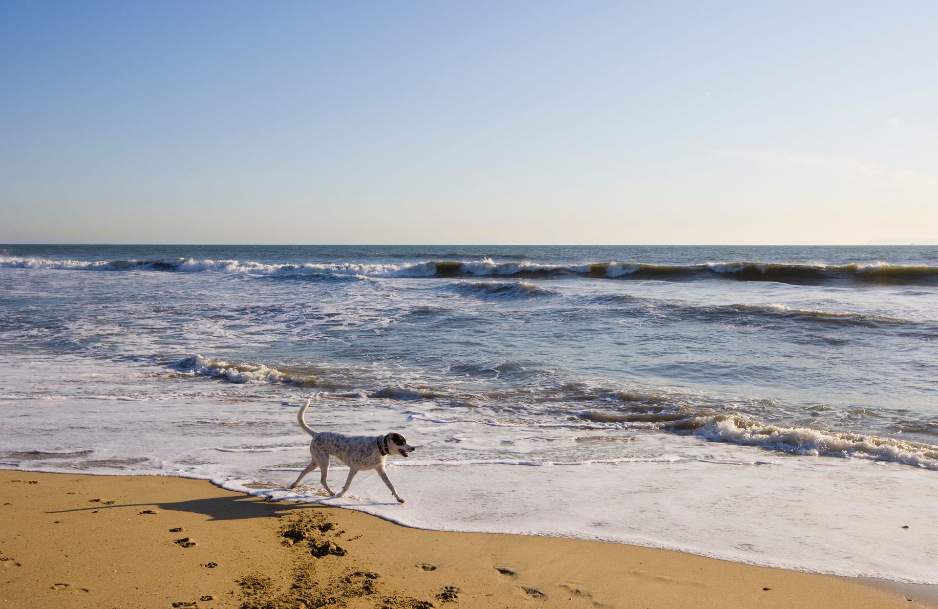 Dog running along the beach in front of the ocean