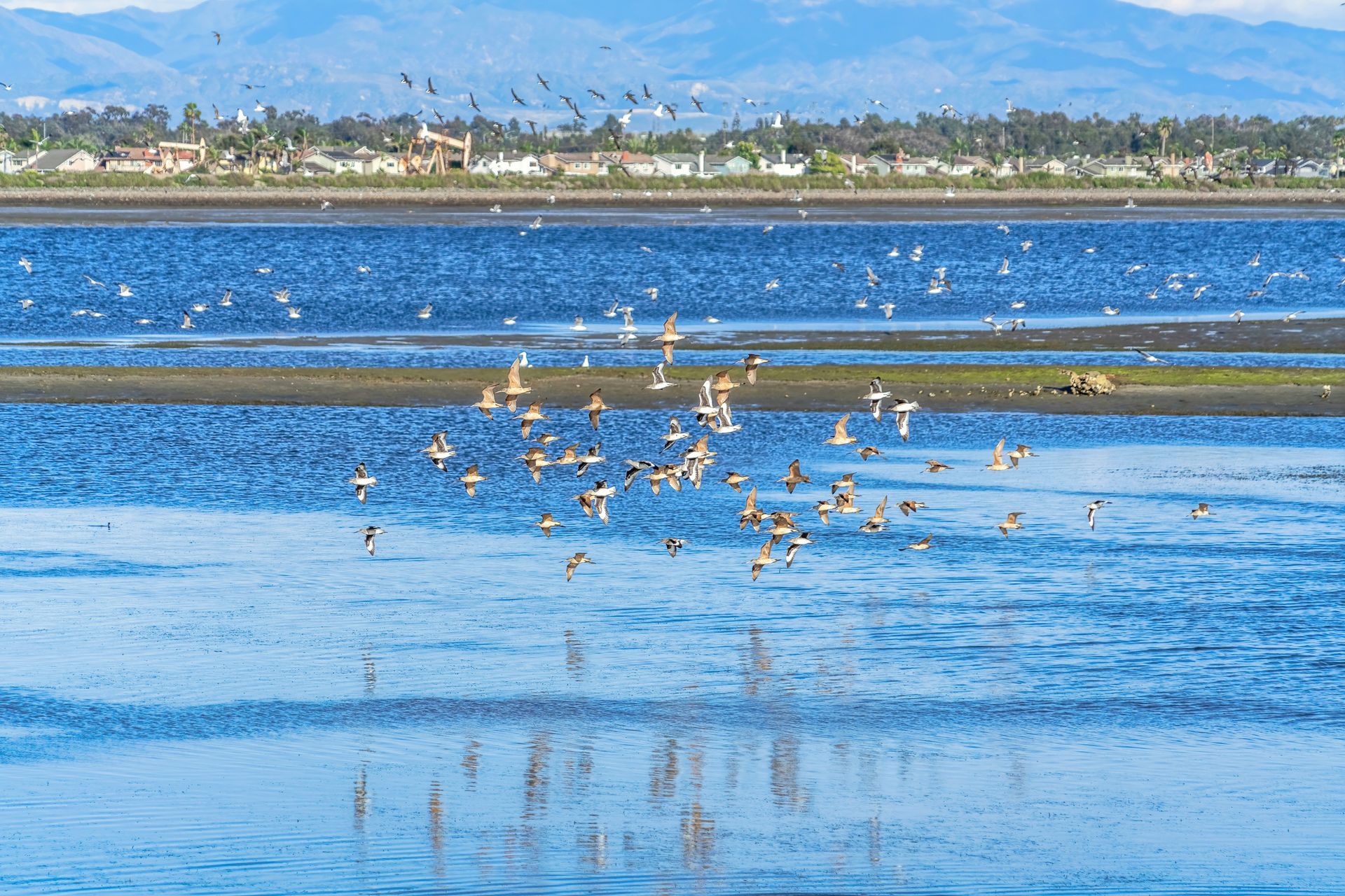 Birds flying over wetlands in Huntington Beach