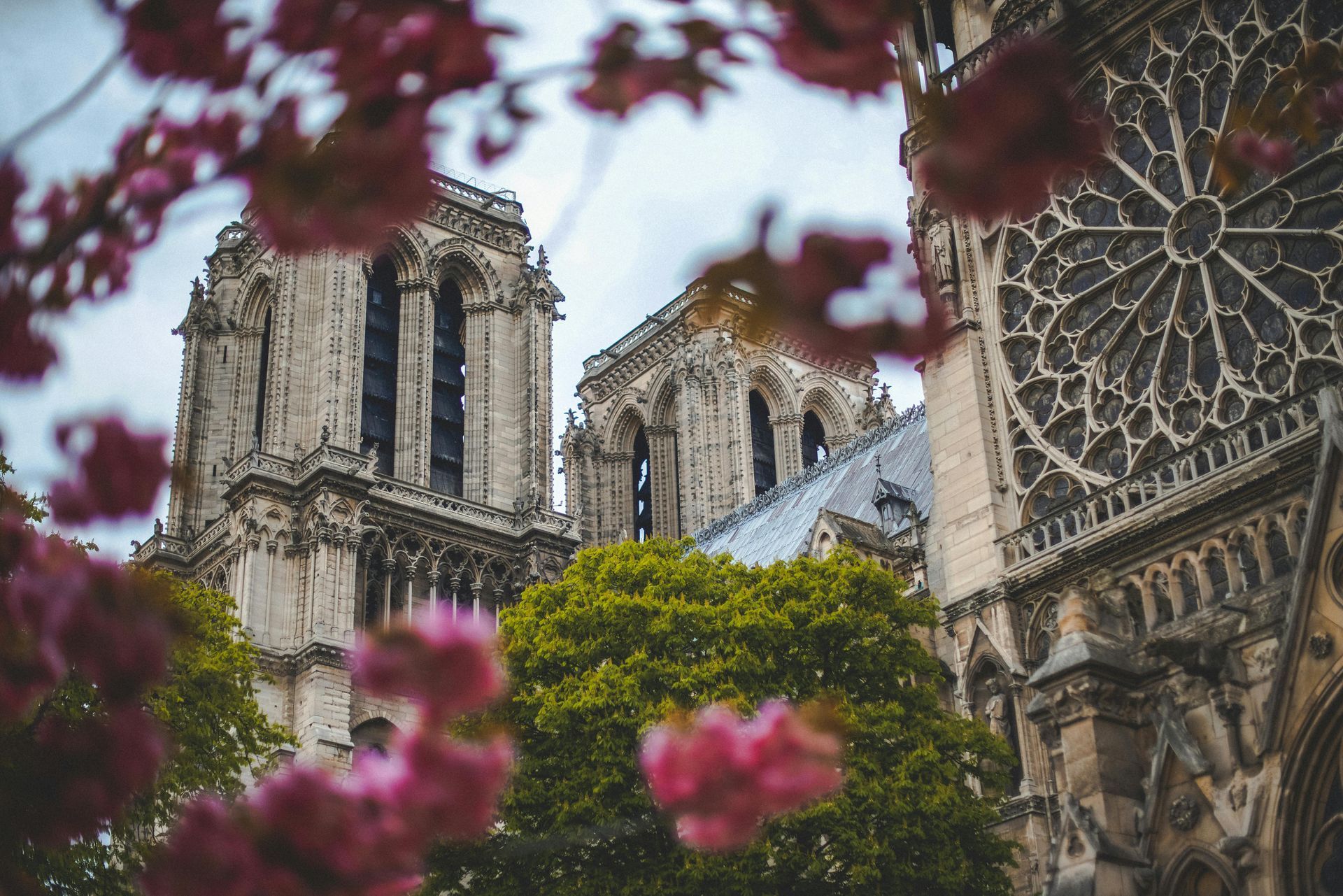 Iconic Notre-Dame Cathedral in Paris, framed by spring blossoms