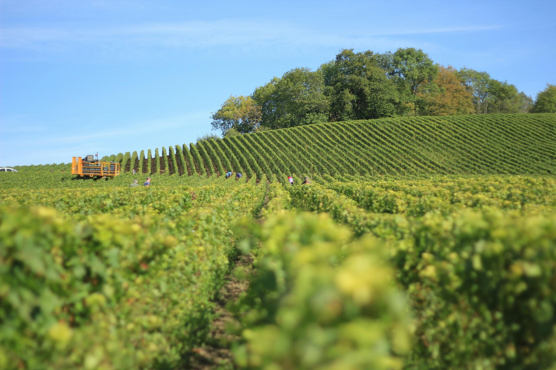 Scenic view of lush vineyards in Reims, the heart of Champagne production, with workers tending the vines under a blue sky.