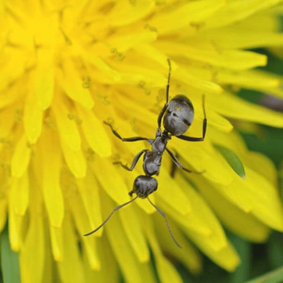 ant control services Richland