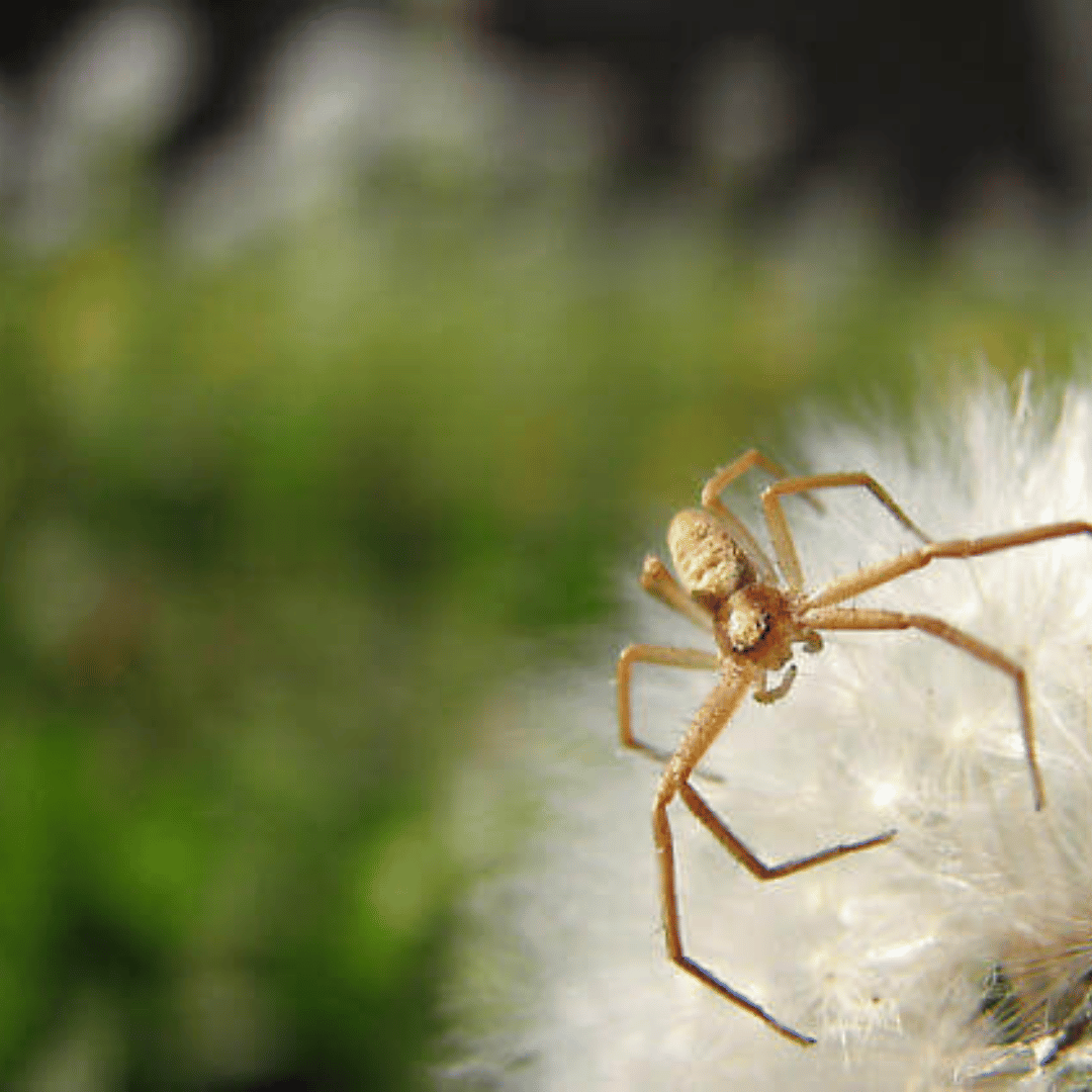 pest control in finley wa
