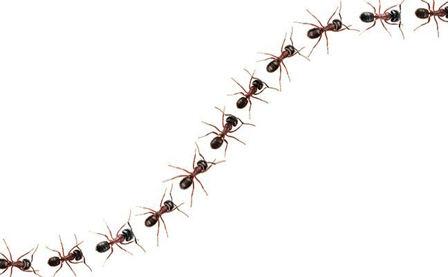 pest control near me