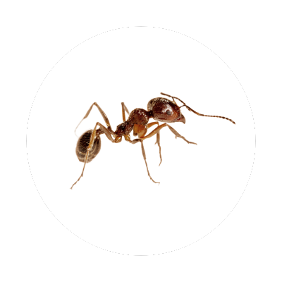 ant control services Gig Harbor