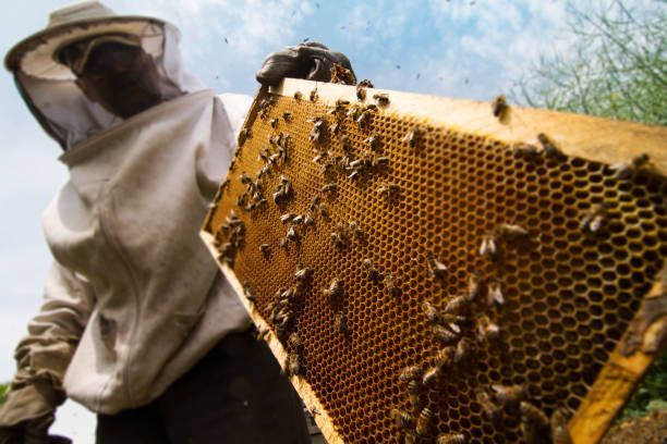 pest control in finley wa