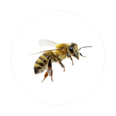 Bee Icon