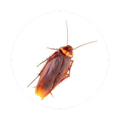 exterminators South Hill