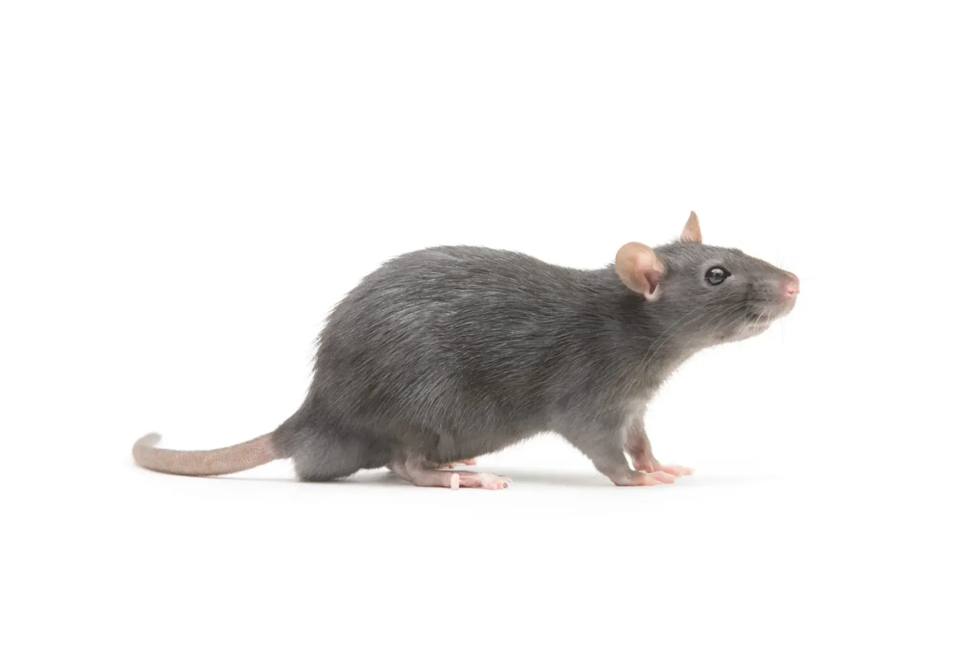 rodent control services in South Hill