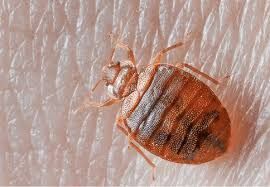 pest control company near me