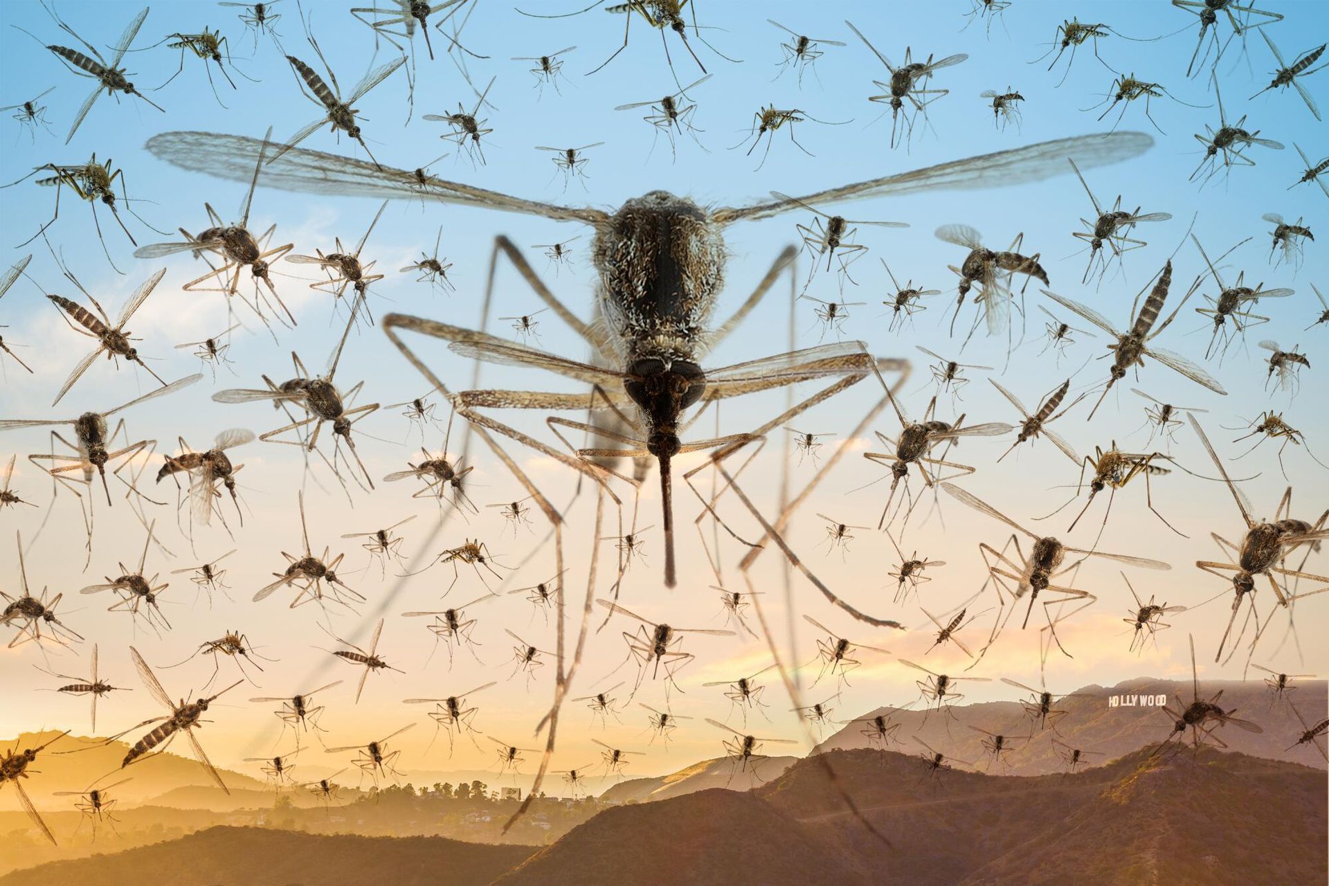 Spider Control