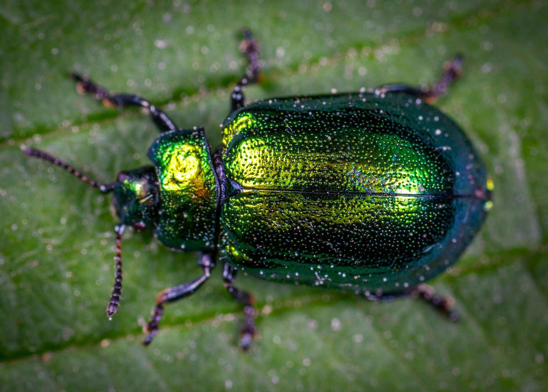 pest control services near me