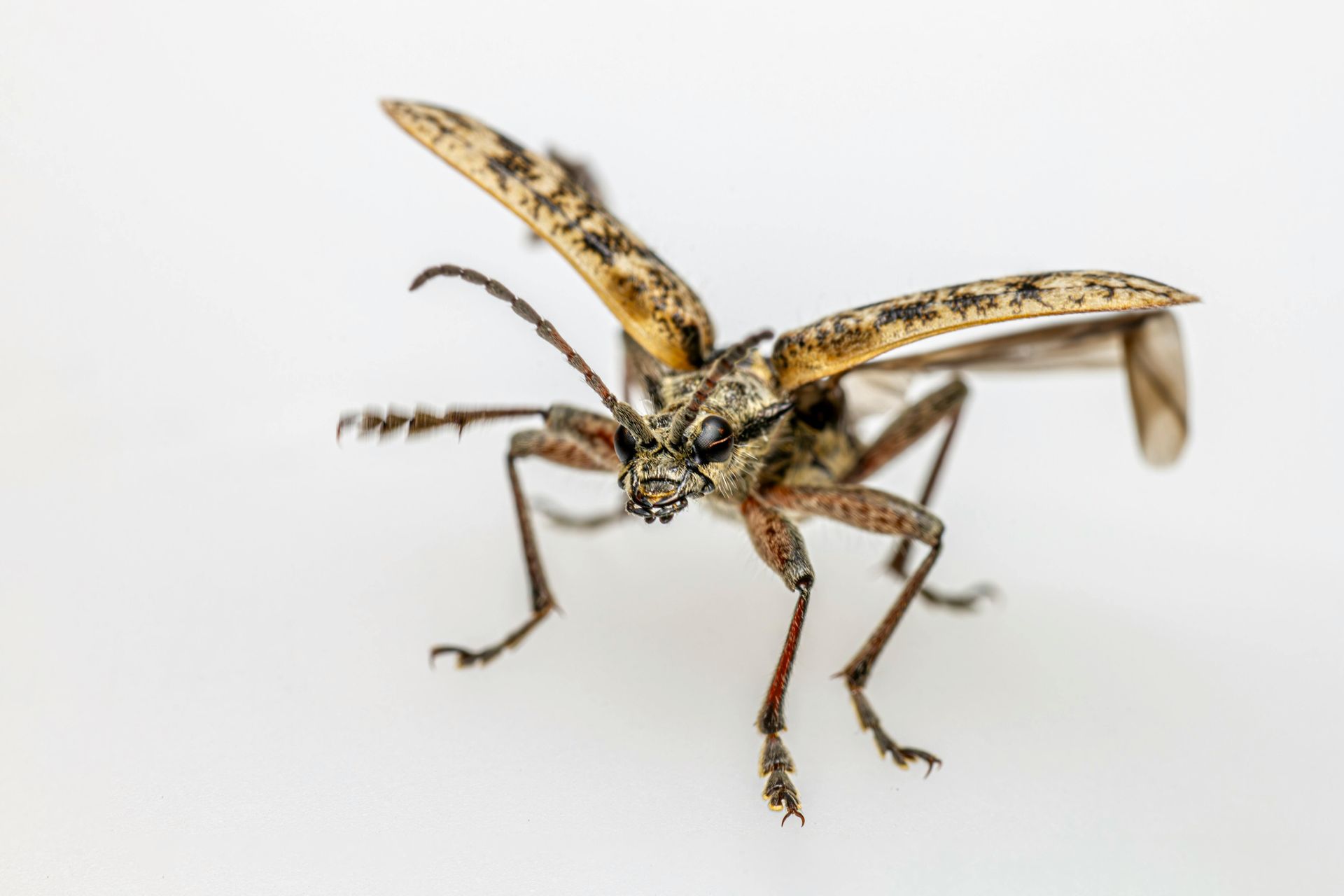 pest control near me