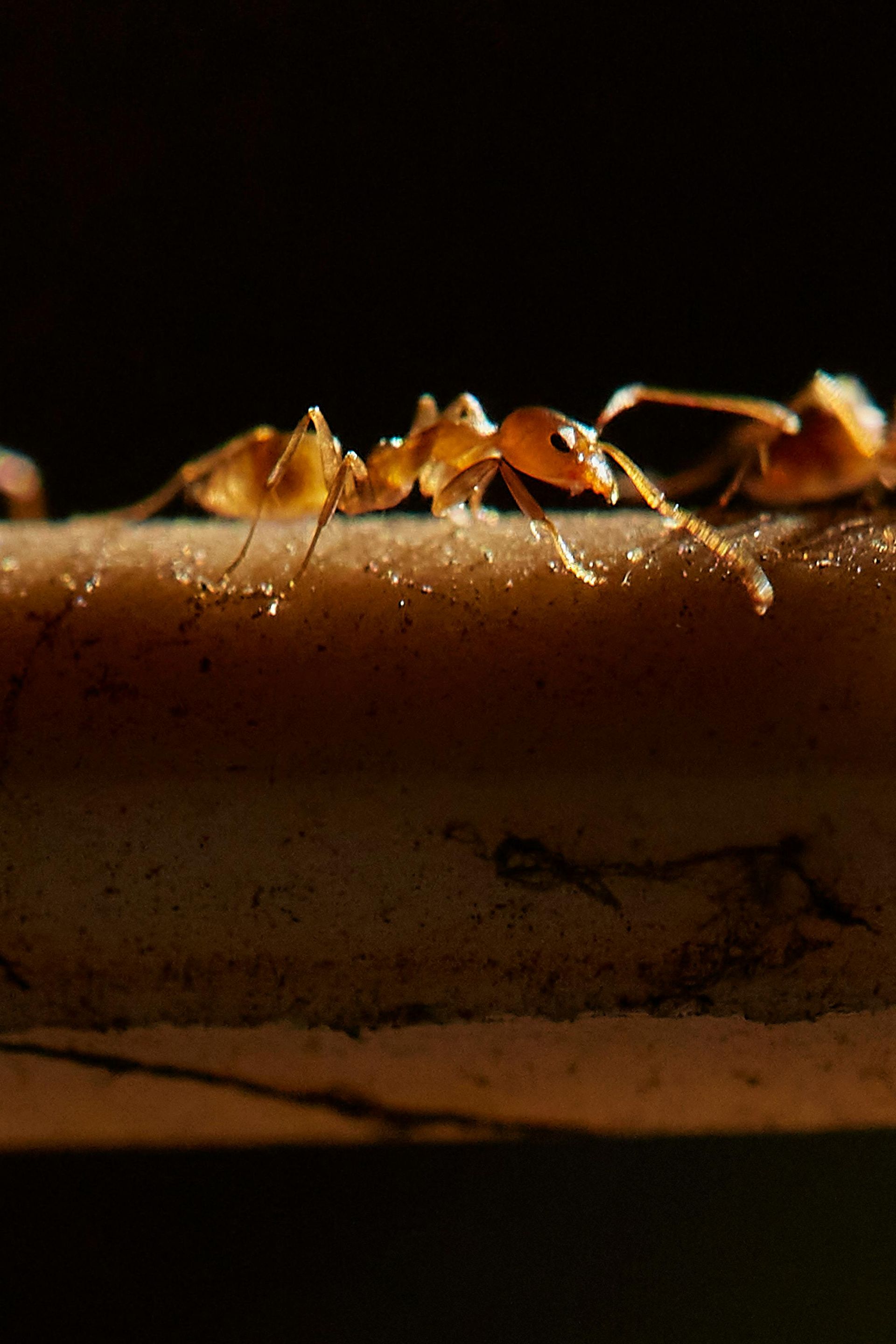 pest control services Des Moines