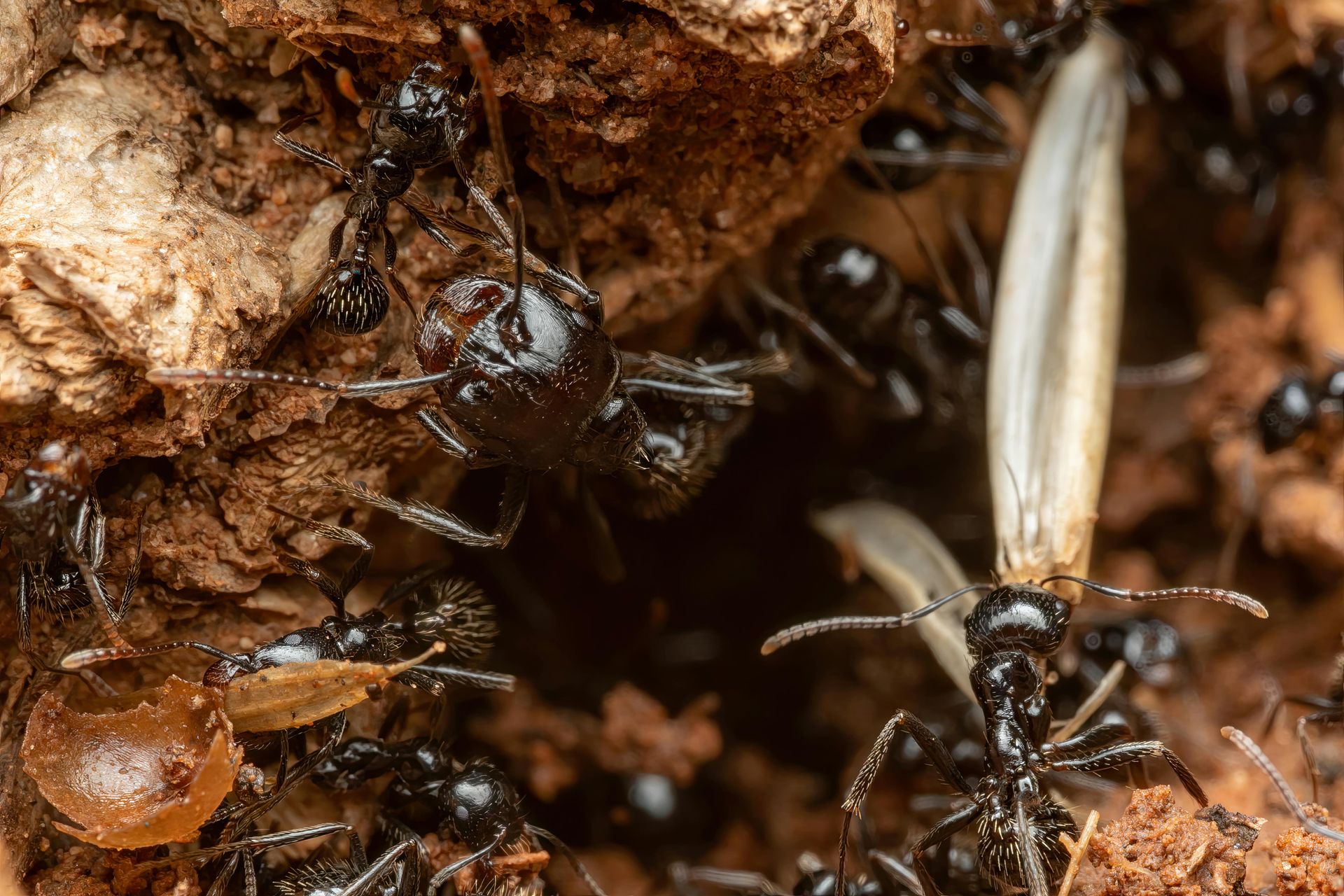 pest control in seattle wa