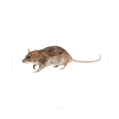 rodent control in Bothell wa