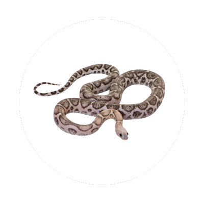 snake control in Bothell wa