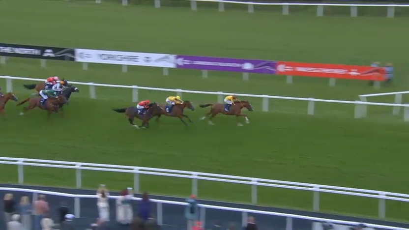 Horses racing on a green track. Two lead, yellow and blue colors. Yorkshire sign in the background.