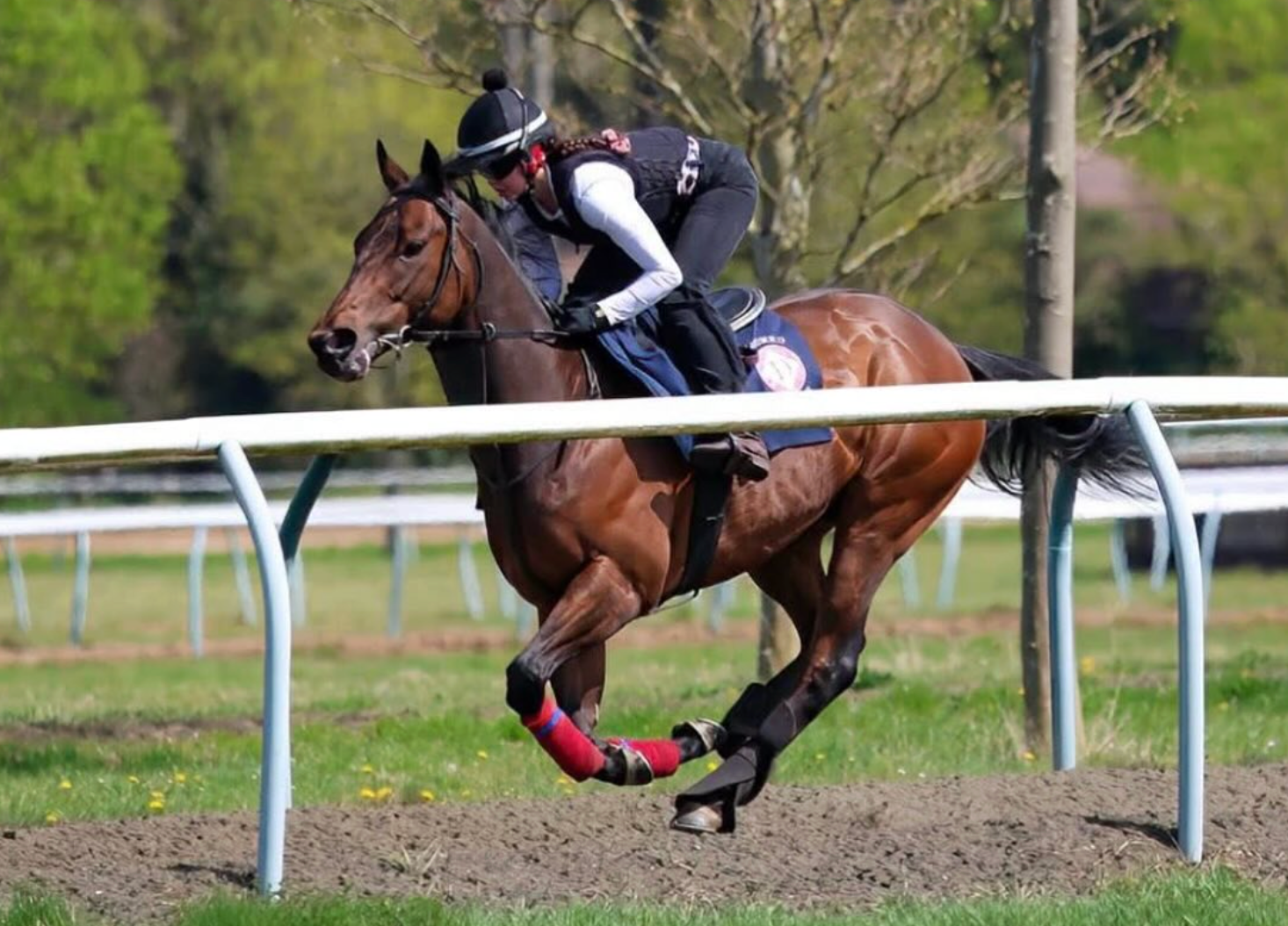 Racehorse with jockey galloping on a track, wearing protective gear.