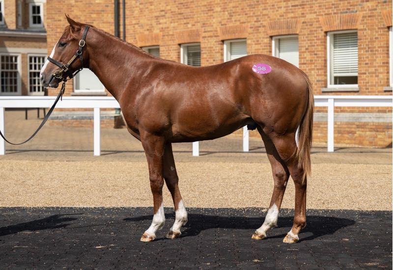 Brown horse standing on pavement, with a wooden fence background.