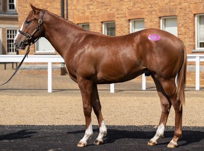 Chestnut horse standing in profile outdoors on paved ground near a brick building