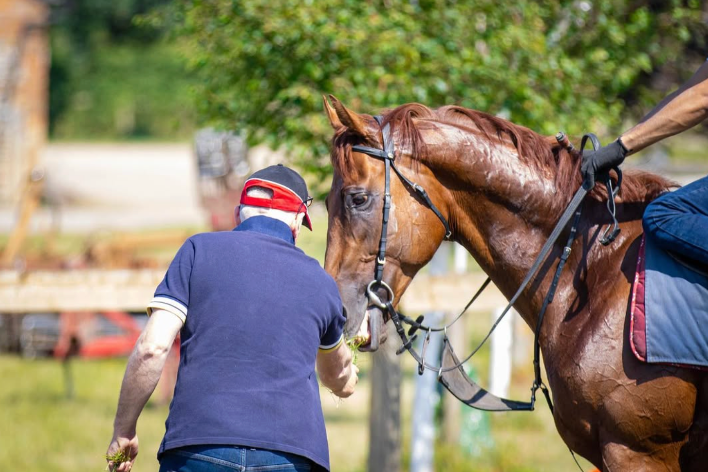 Man in blue shirt interacting with a brown horse with a rider, outdoors.