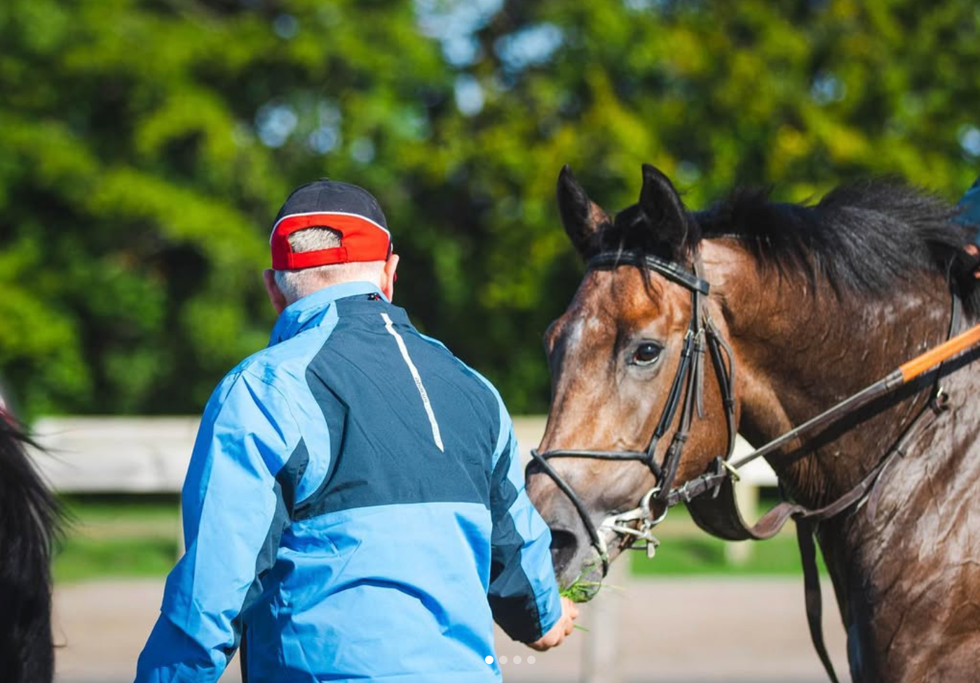 Man in blue jacket facing a brown horse eating grass, outdoors with trees in background.