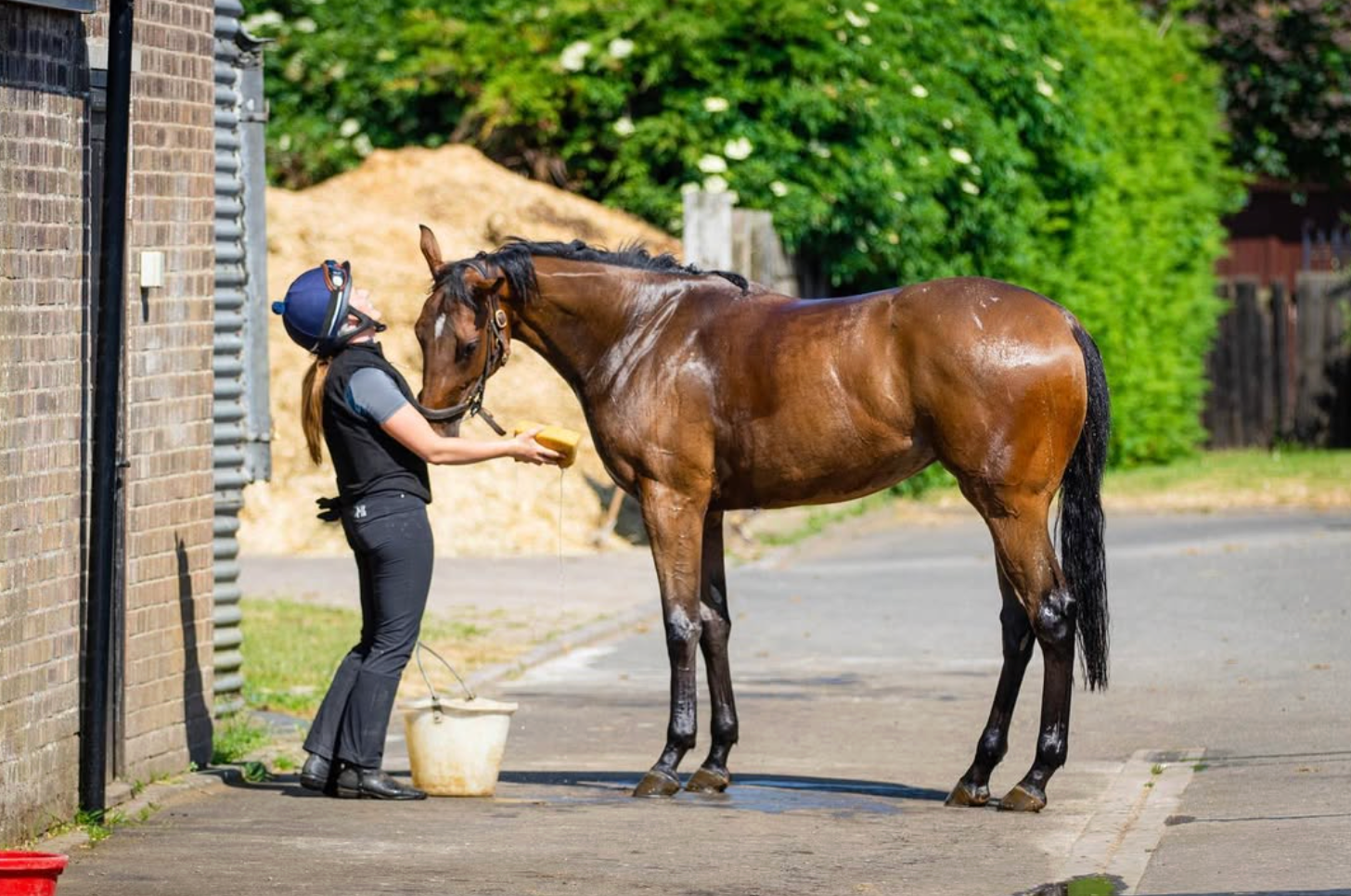 Woman in riding gear washes a brown horse outside a stable. Sunny day.