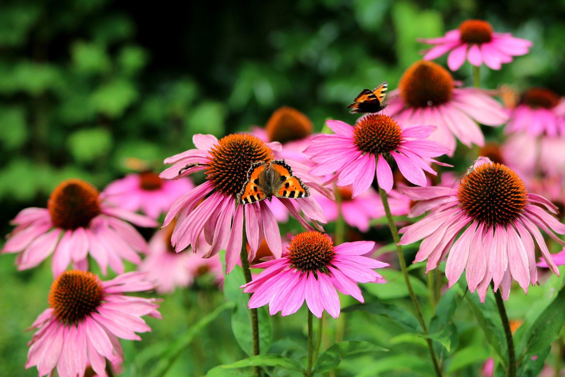 echinacea purpurea