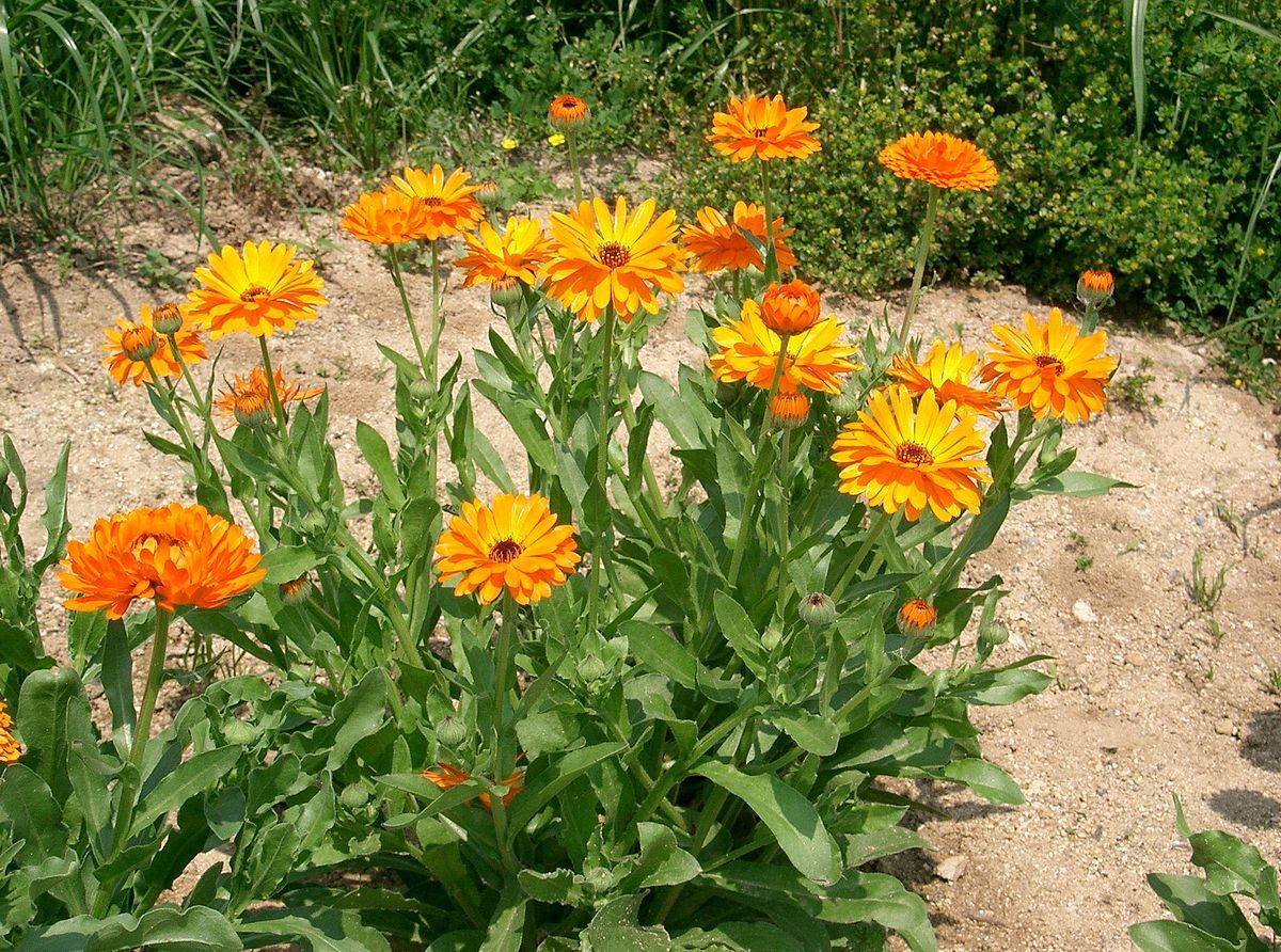 goudsbloem
