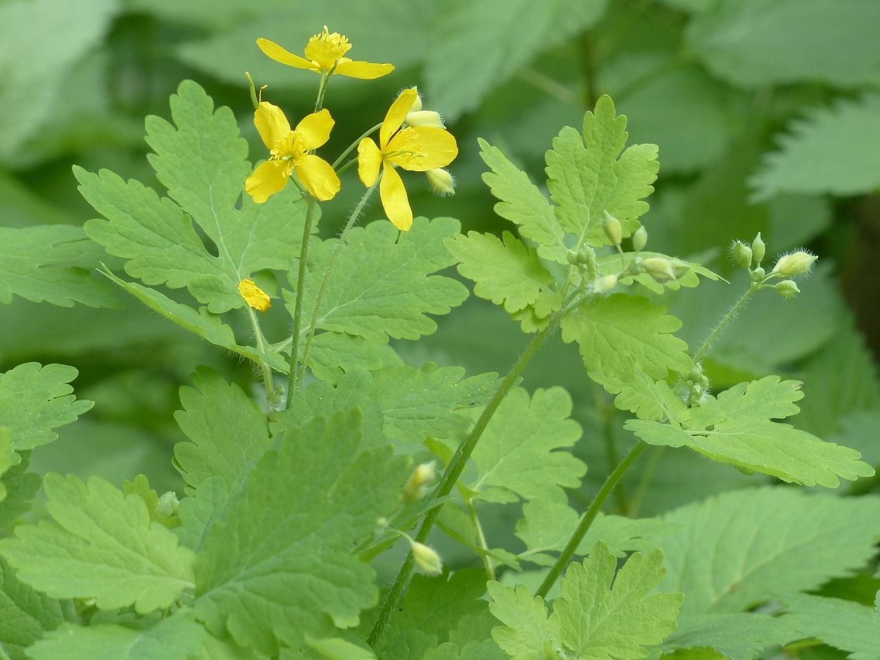 stinkende gouwe tinctuur