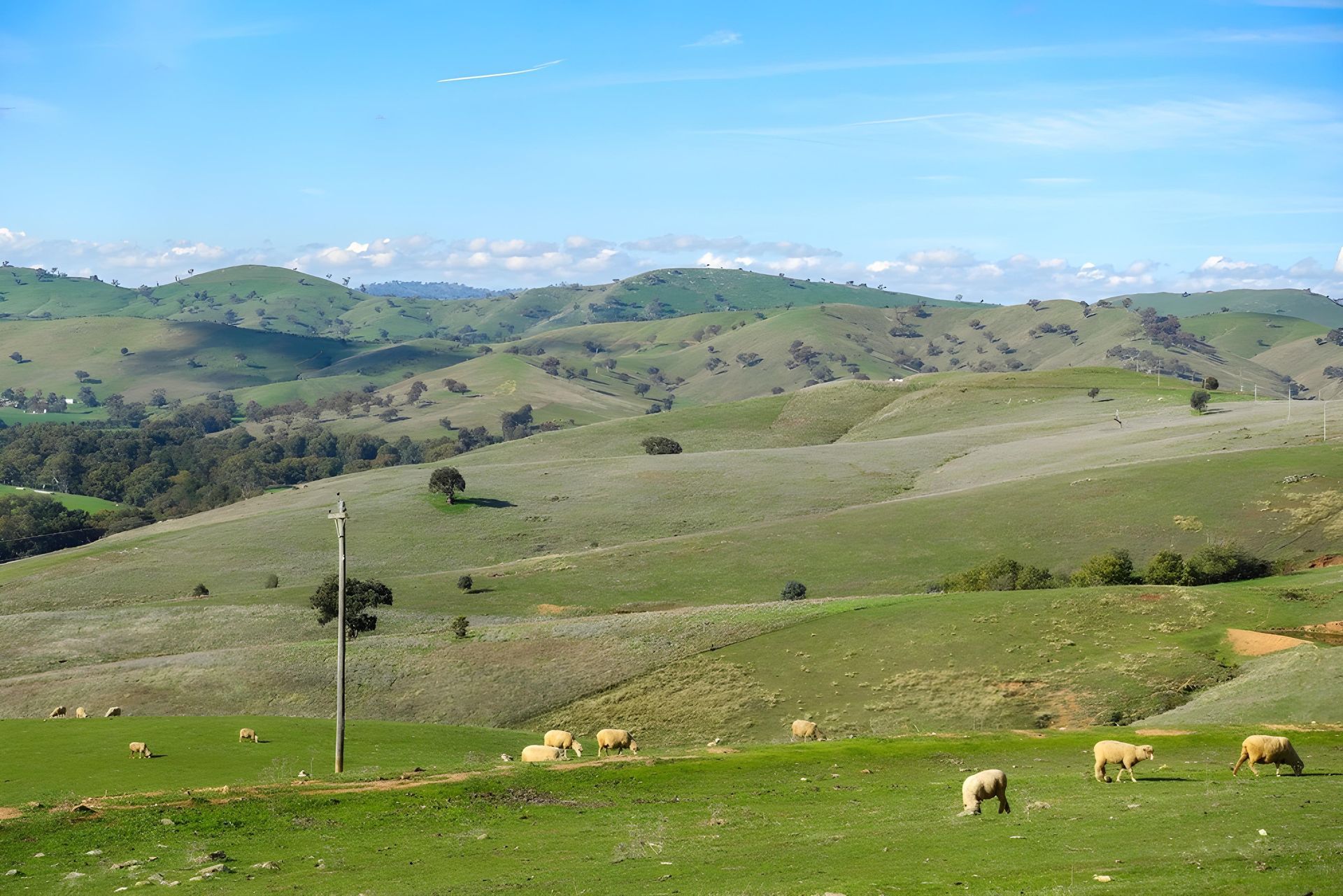 Rolling Green Hills Under a Bright Blue Sky; Sheep Graze in the Foreground — Hasti Skips in Alstonville, NSW