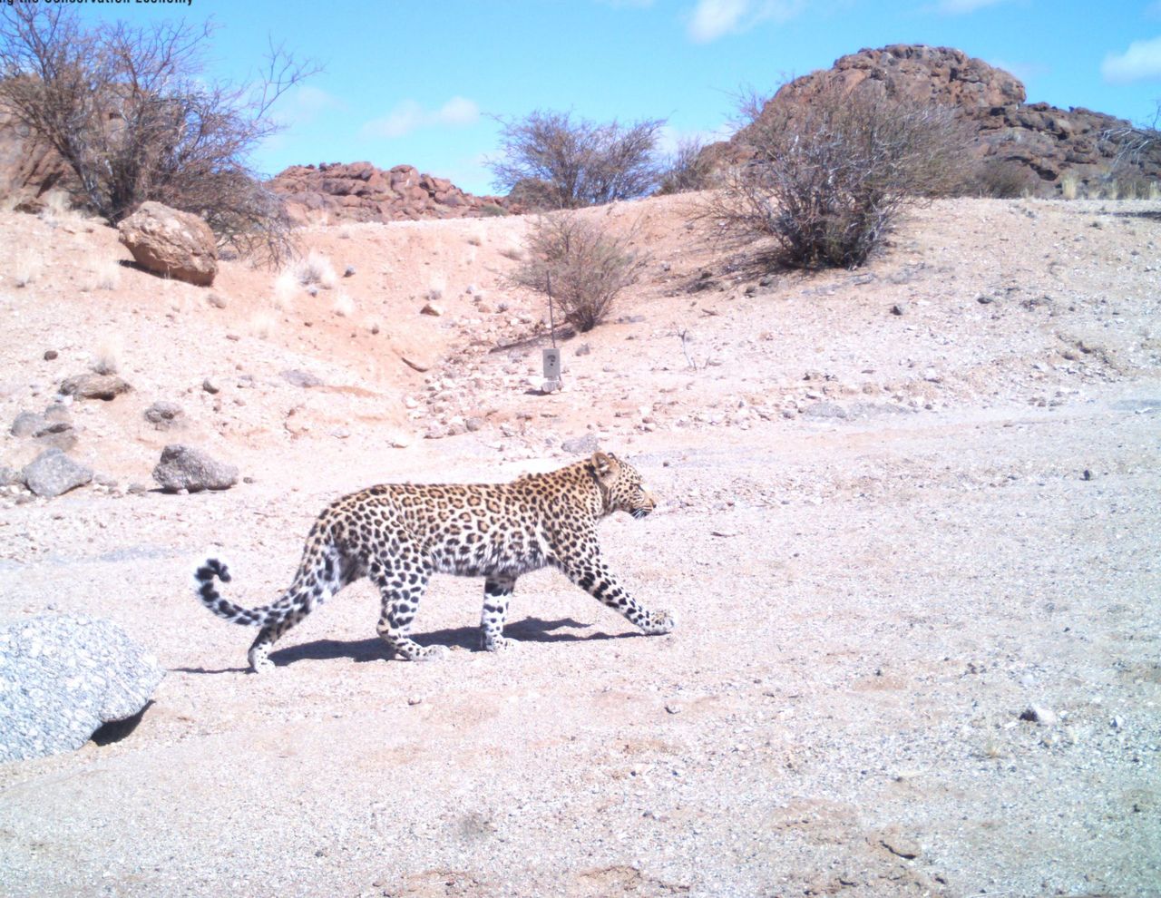 A leopard crossing dry ground, caught on a Landmark camera trap