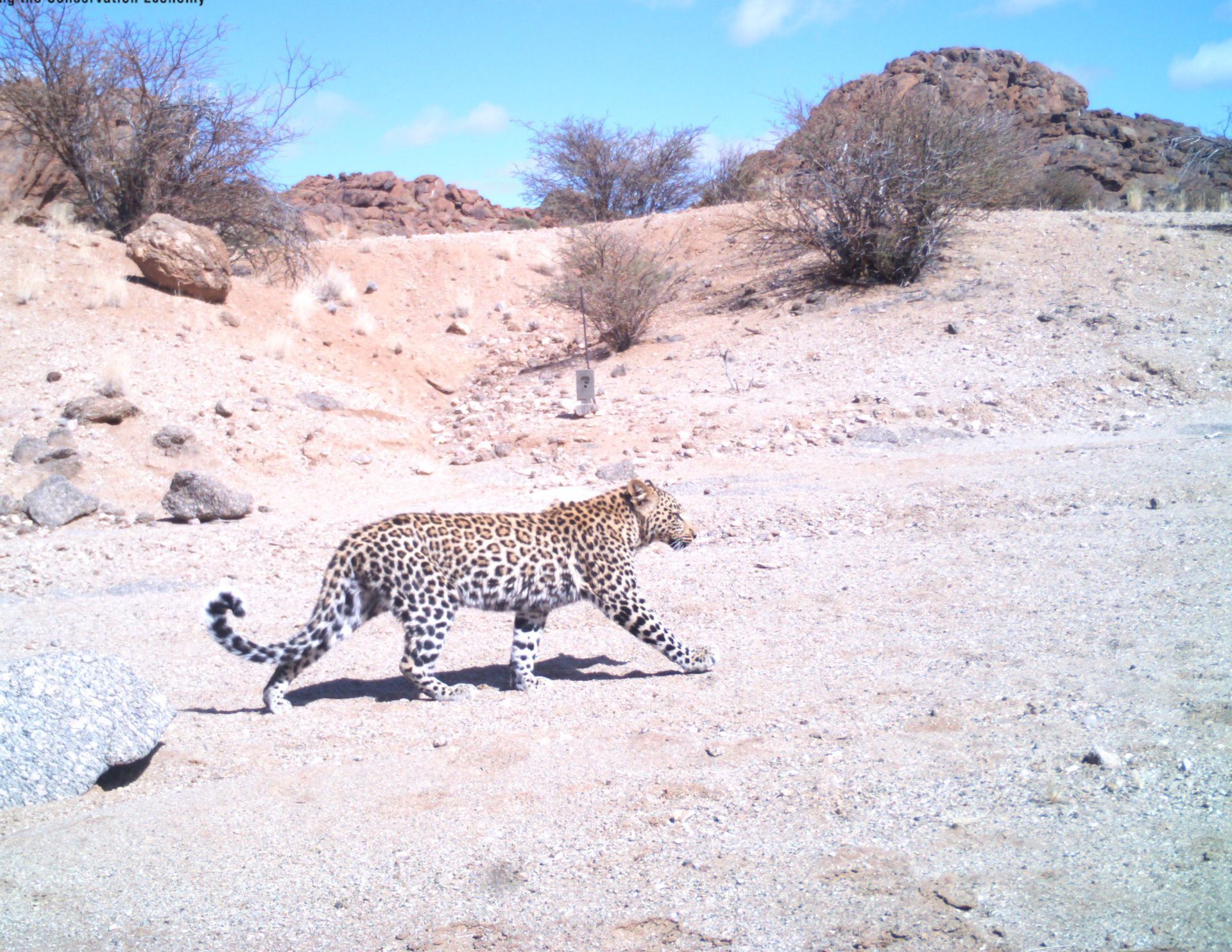 Leopard walking across a dry, sandy landscape with scrub brush and rocky hills under a blue sky.