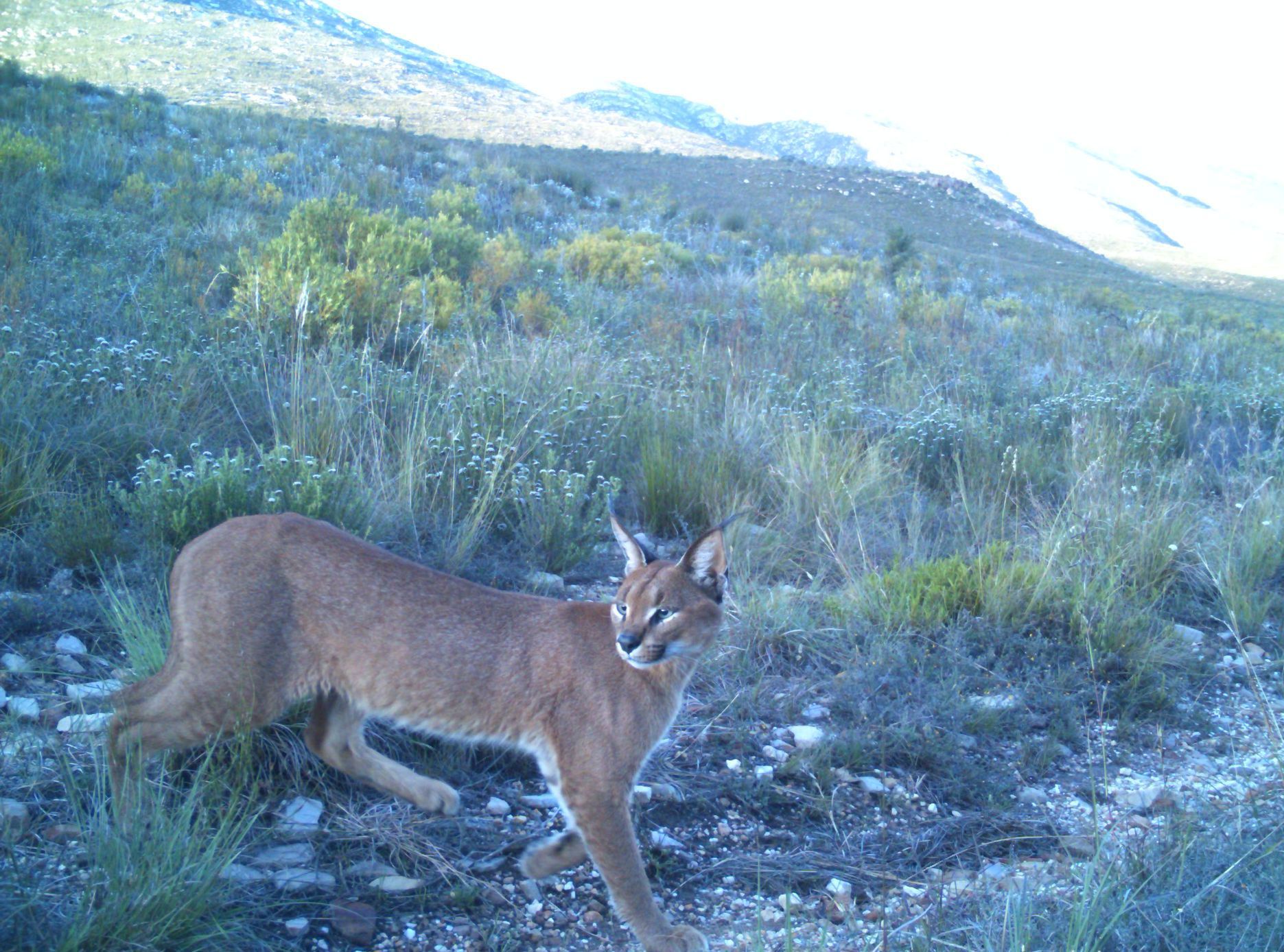 Caracal walking through grassy terrain; tan fur, pointed ears, mountain backdrop.