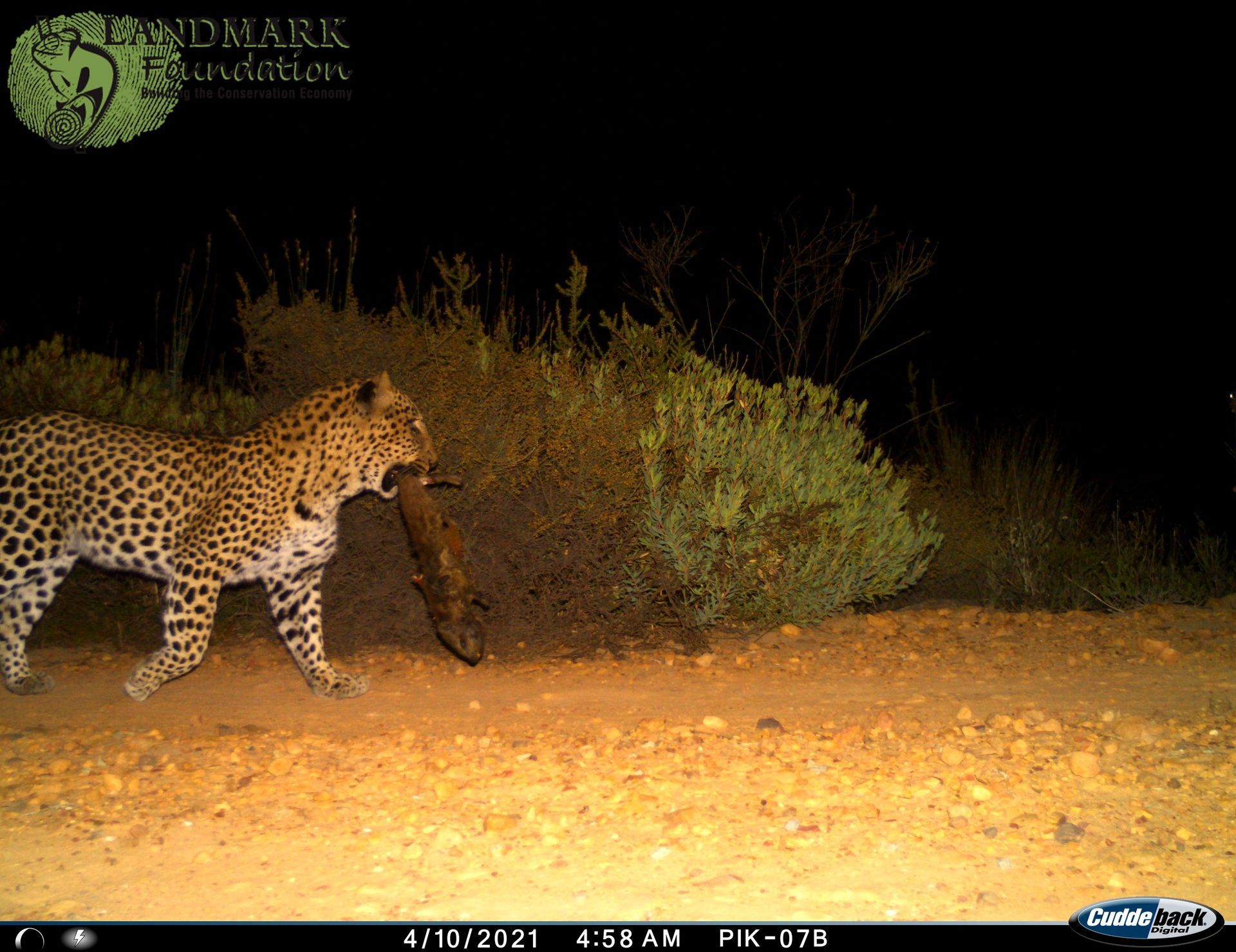 Leopard carrying prey at night on a dirt path; lit by a camera trap.
