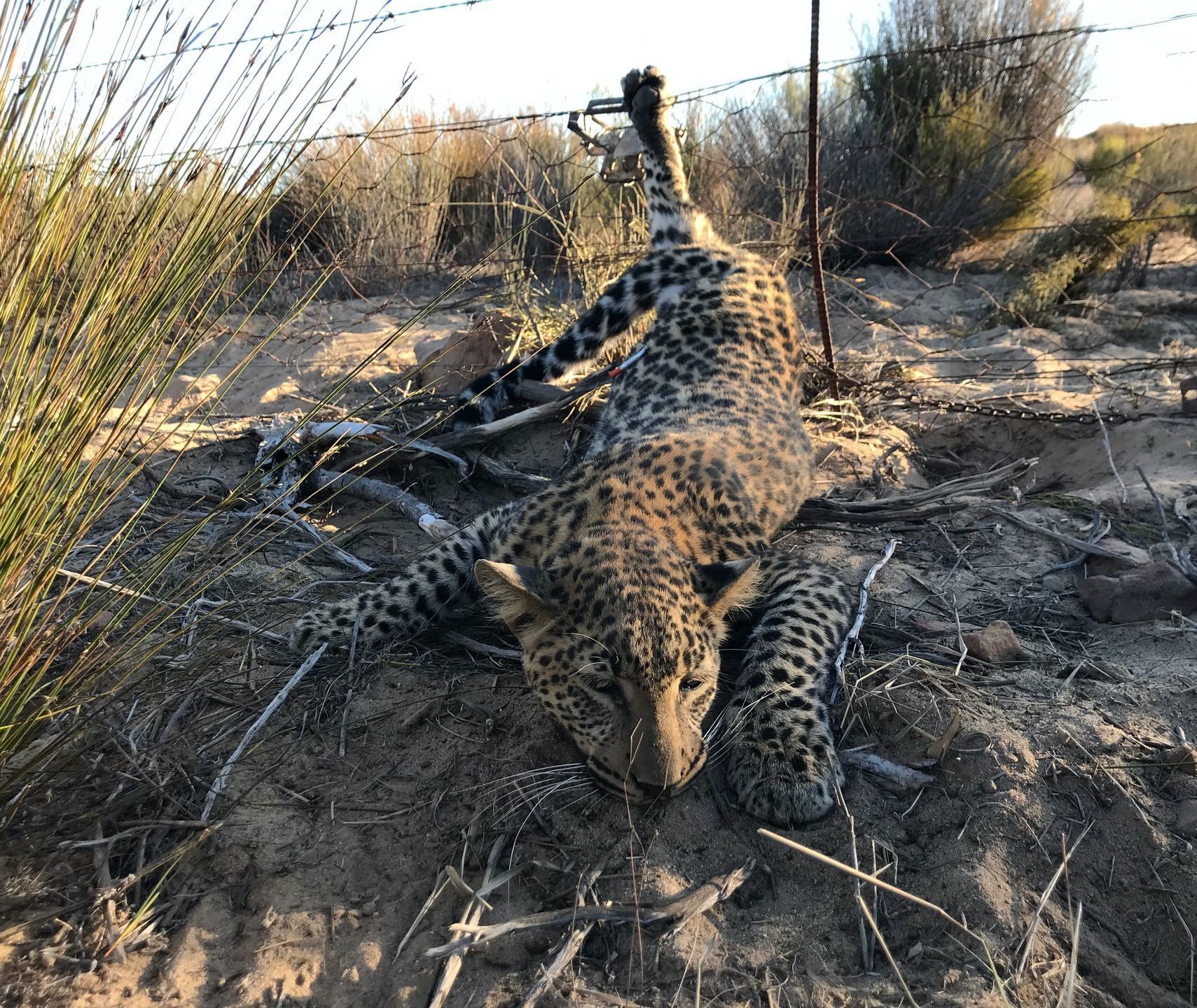 Leopard caught in barbed wire fence, lying on the ground in a field.