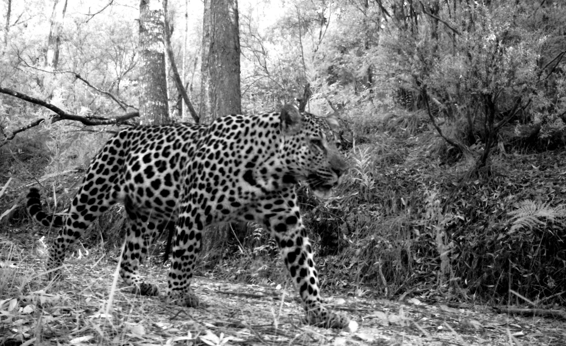 Black and white photo of a leopard walking through a forest, spotted coat visible.