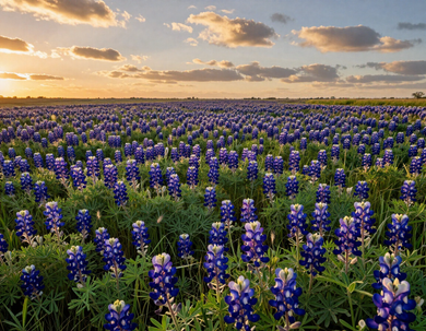 Texas bluebonnet wildflower field