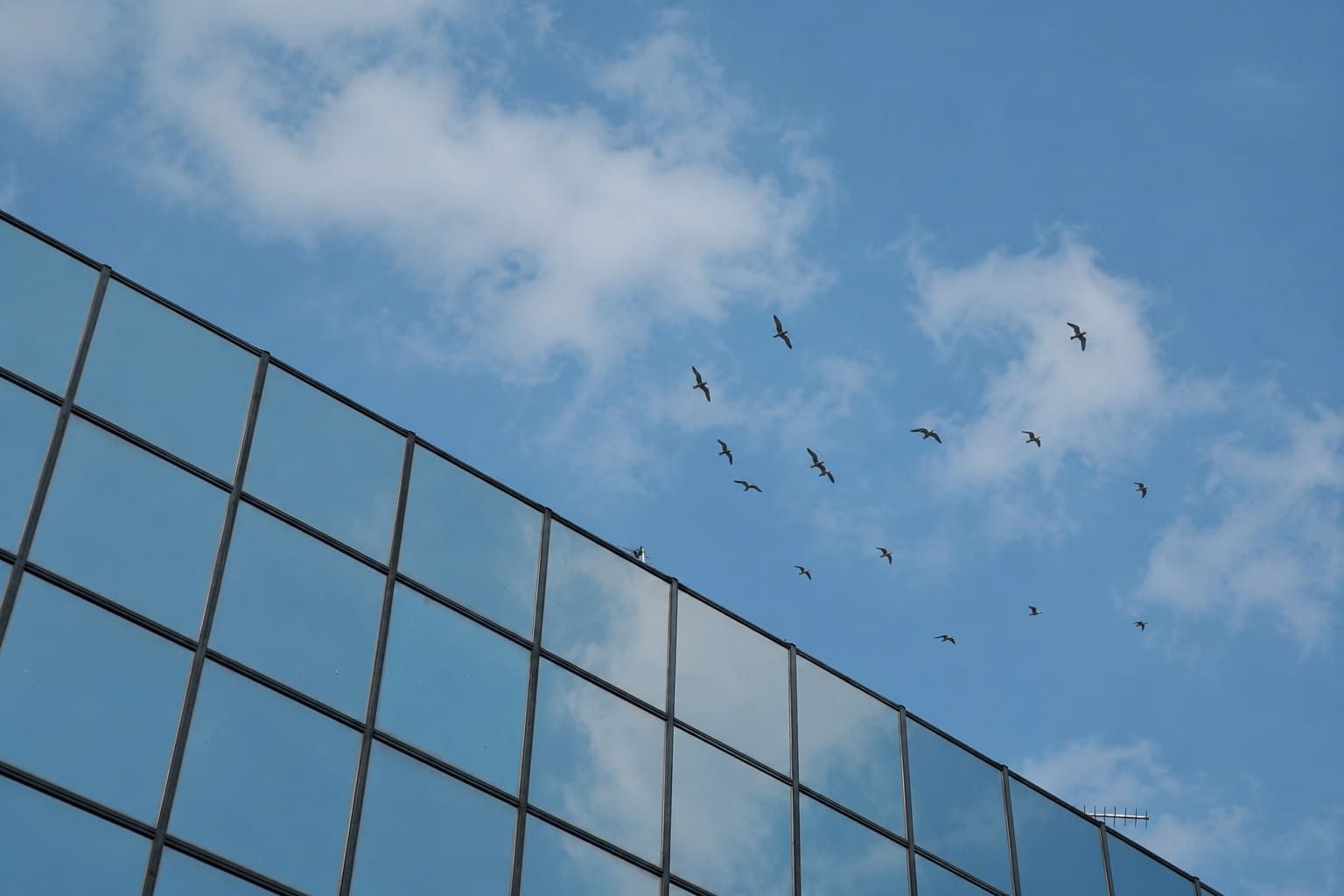 Bird Safe Window Films