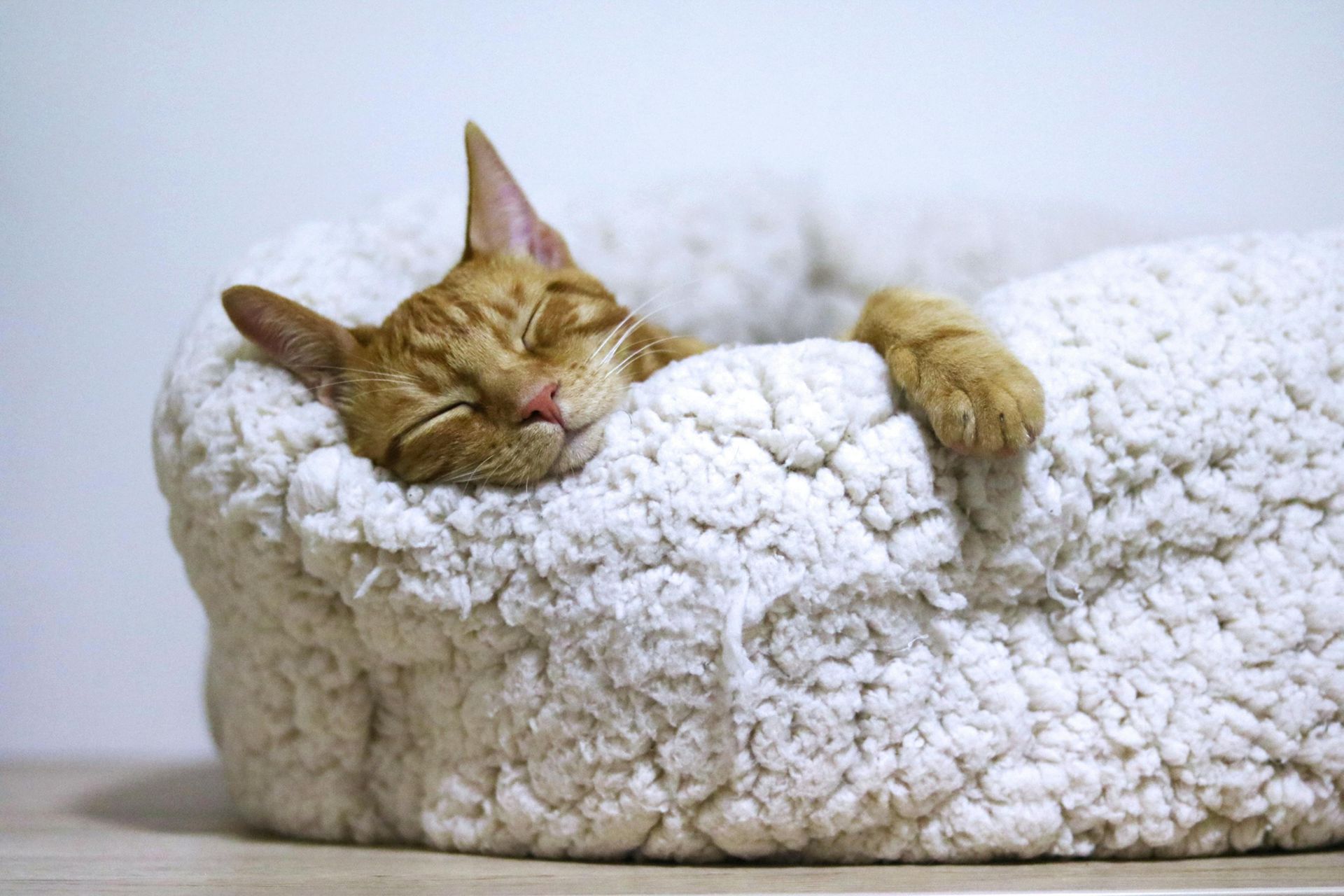 Orange cat asleep in a fluffy white bed, eyes closed, paw dangling.