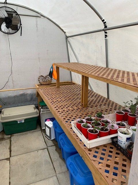 Greenhouse interior with wooden shelving, a fan, and plants in red cups.