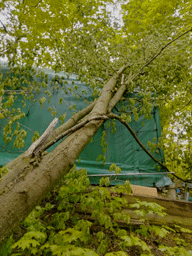 A tree fallen onto a green tarp-covered structure, branches reaching up.