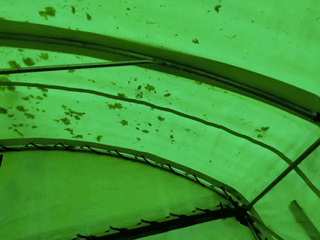 Green tent interior with spots of discoloration, showing the arched frame.