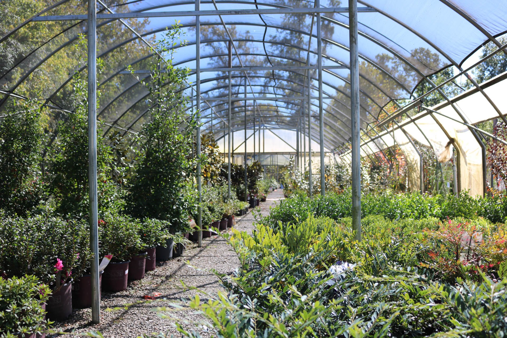 Breshears Nursery & Greenhouse in Hot Springs, Arkansas