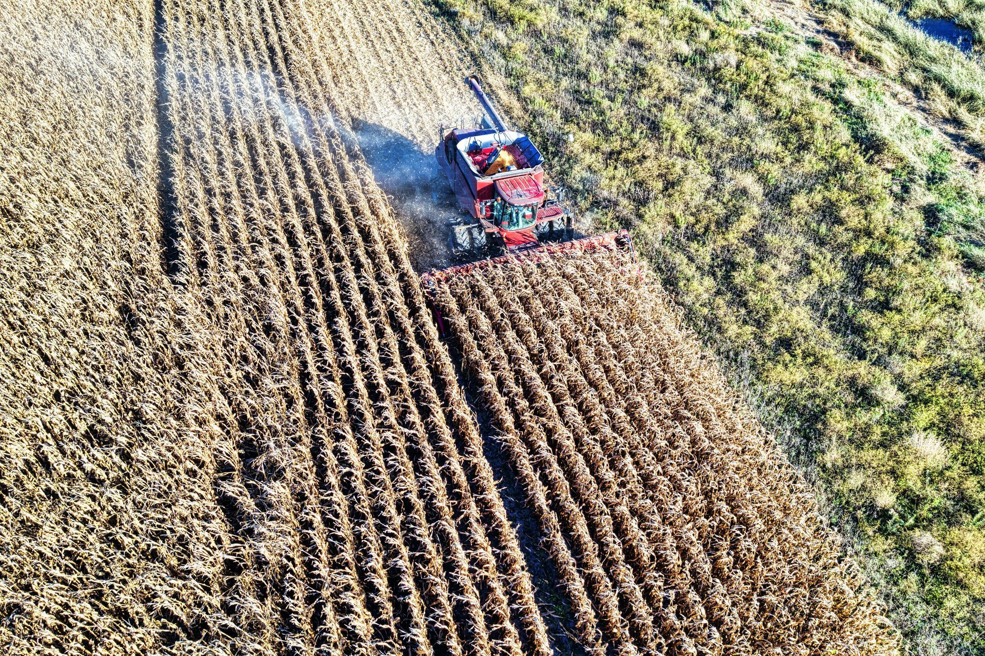 Red tractor harvesting rows of crops in a field, leaving a dust trail.