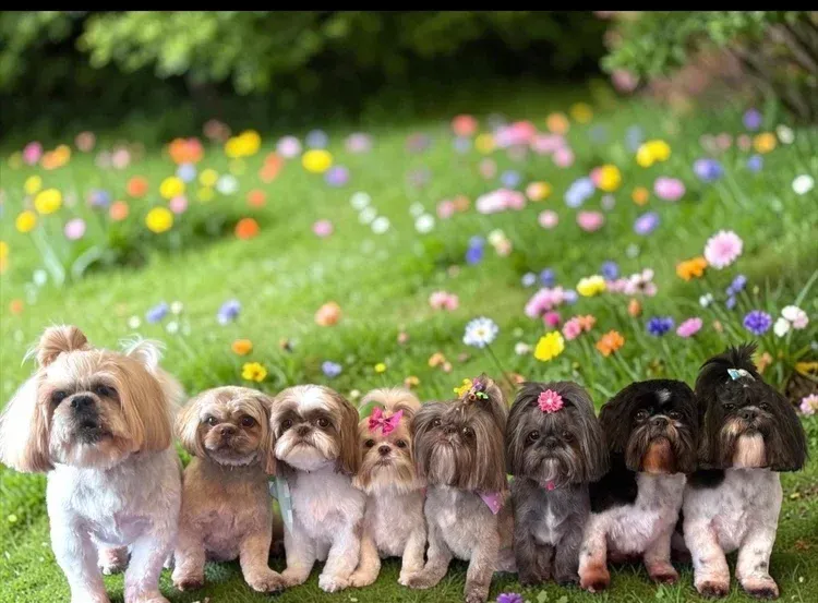 Eight small dogs sitting in a colorful flower garden, with a fluffy tan dog at the left.